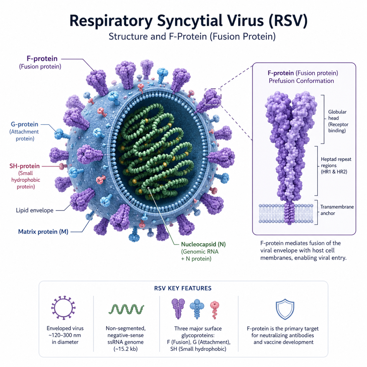 Respiratory Syncytial Virus (RSV) Prevention: Entering a New Era of Active and Passive Immunity 🦠 [EN]
